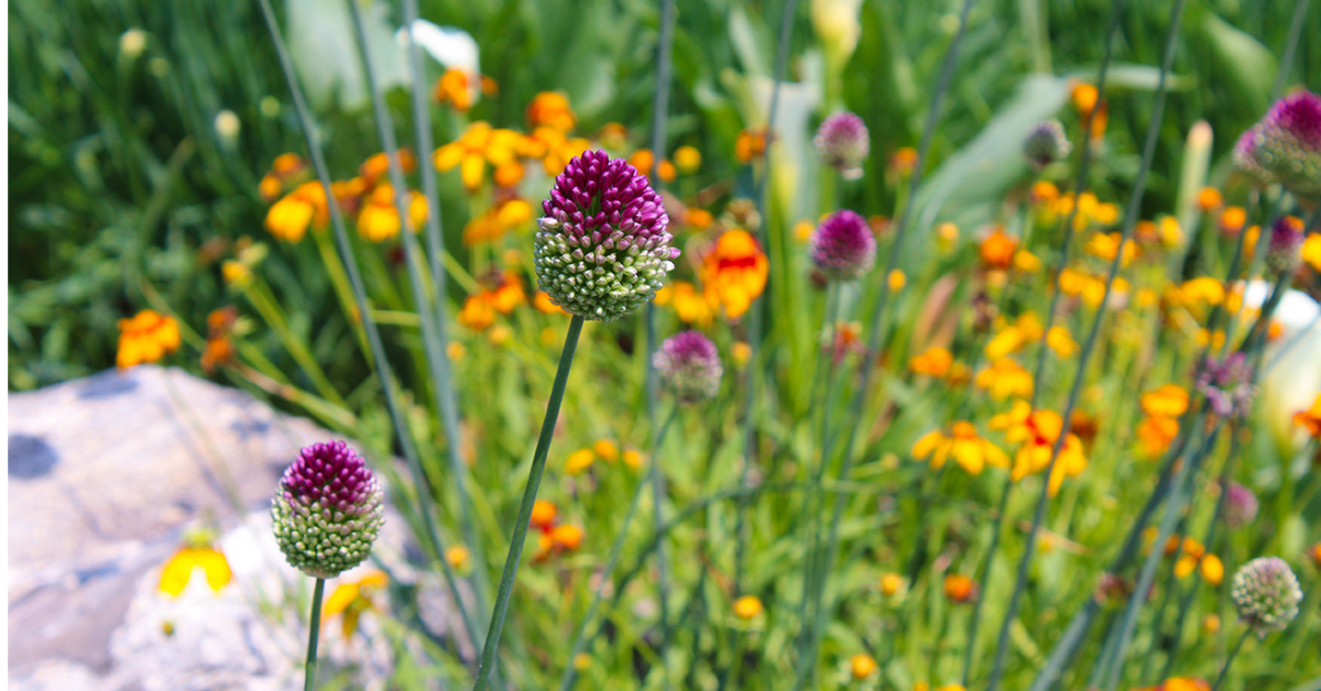 Purple and yellow flowers