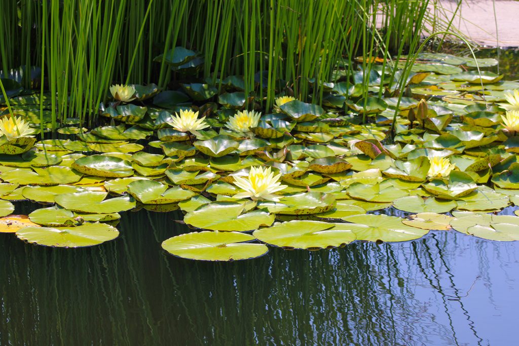 green lily pads
