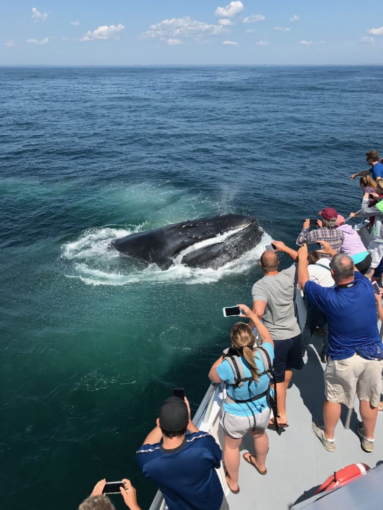 Tourists taking photos of whale on a boat